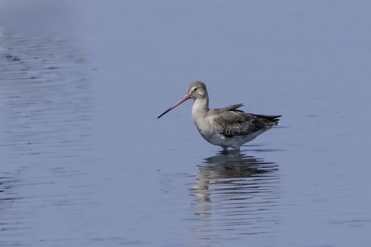 Морин цууцал - ML645973003