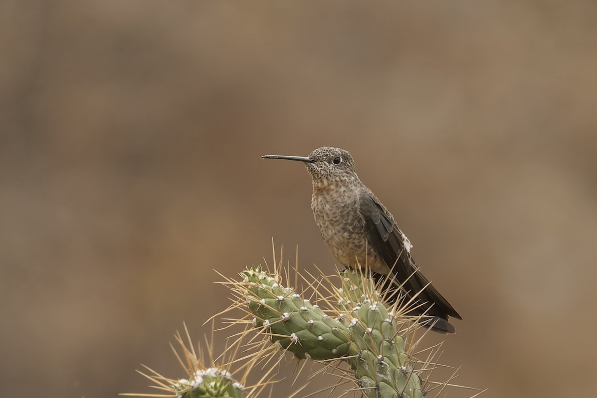kjempekolibri (peruviana) - ML645973012