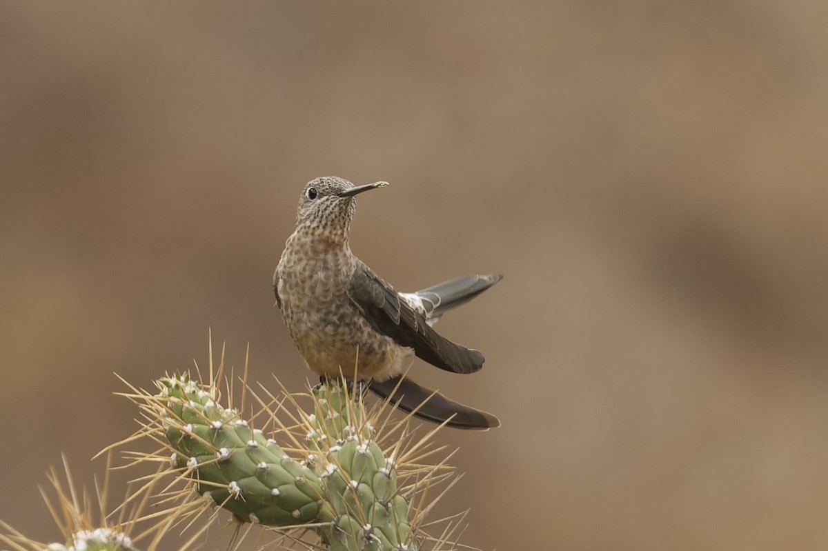 kjempekolibri (peruviana) - ML645973013