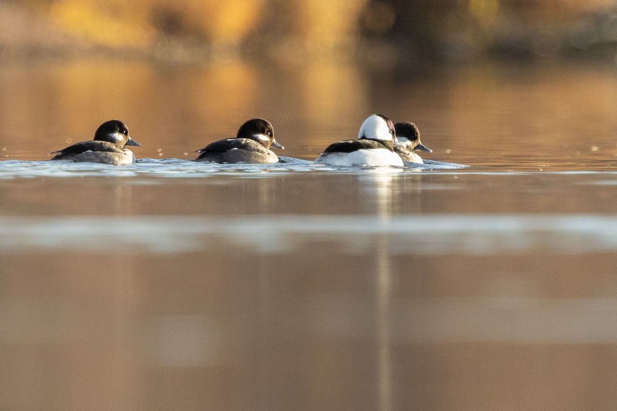 Bufflehead - ML645973023