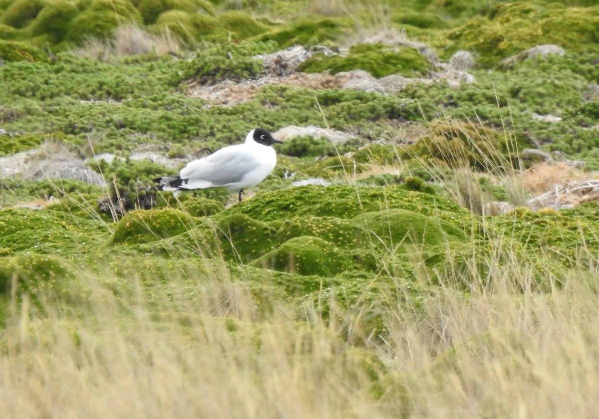 Andean Gull - ML645973047