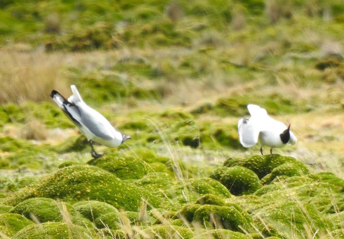 Andean Gull - ML645973048