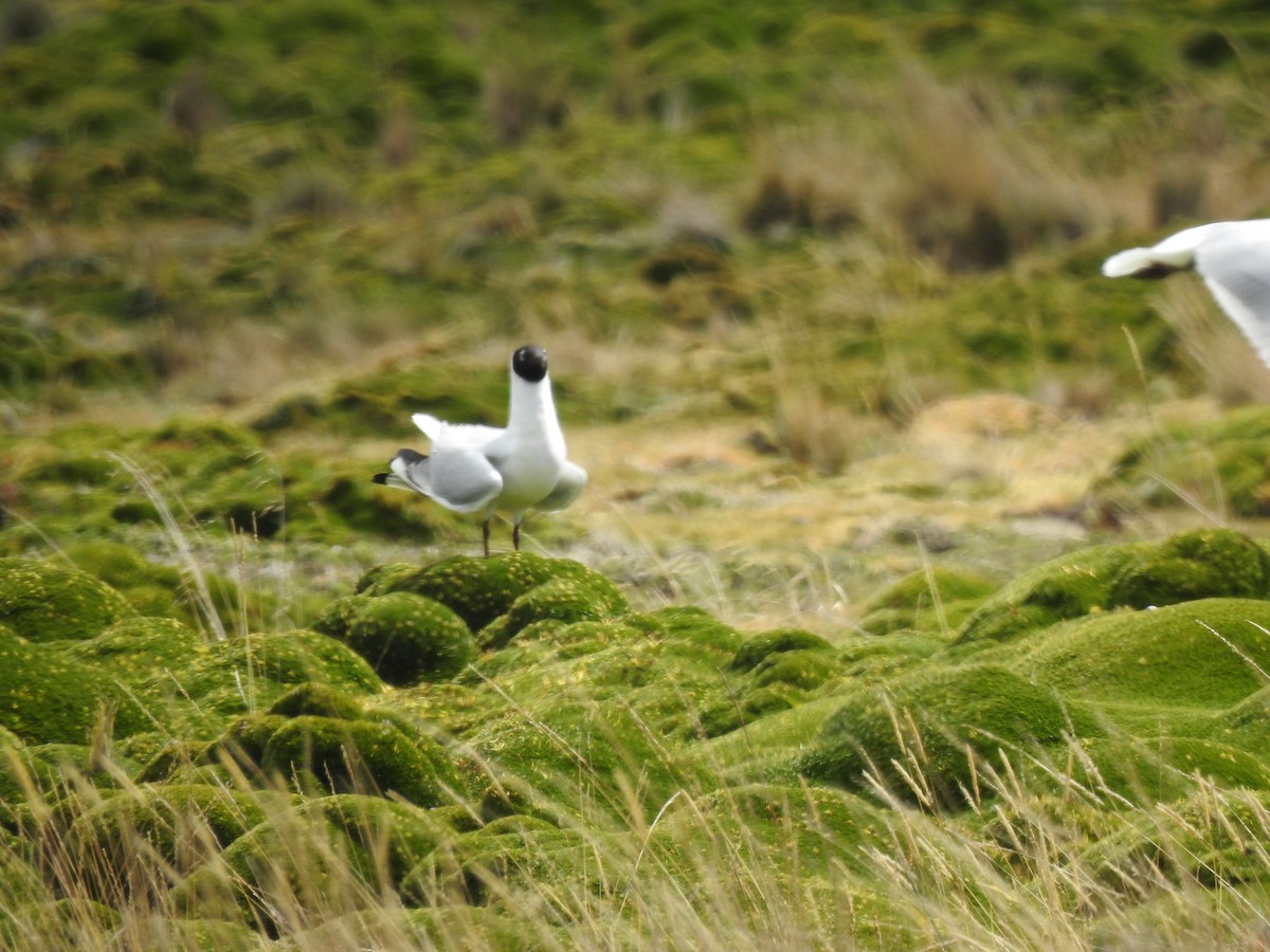 Andean Gull - ML645973049