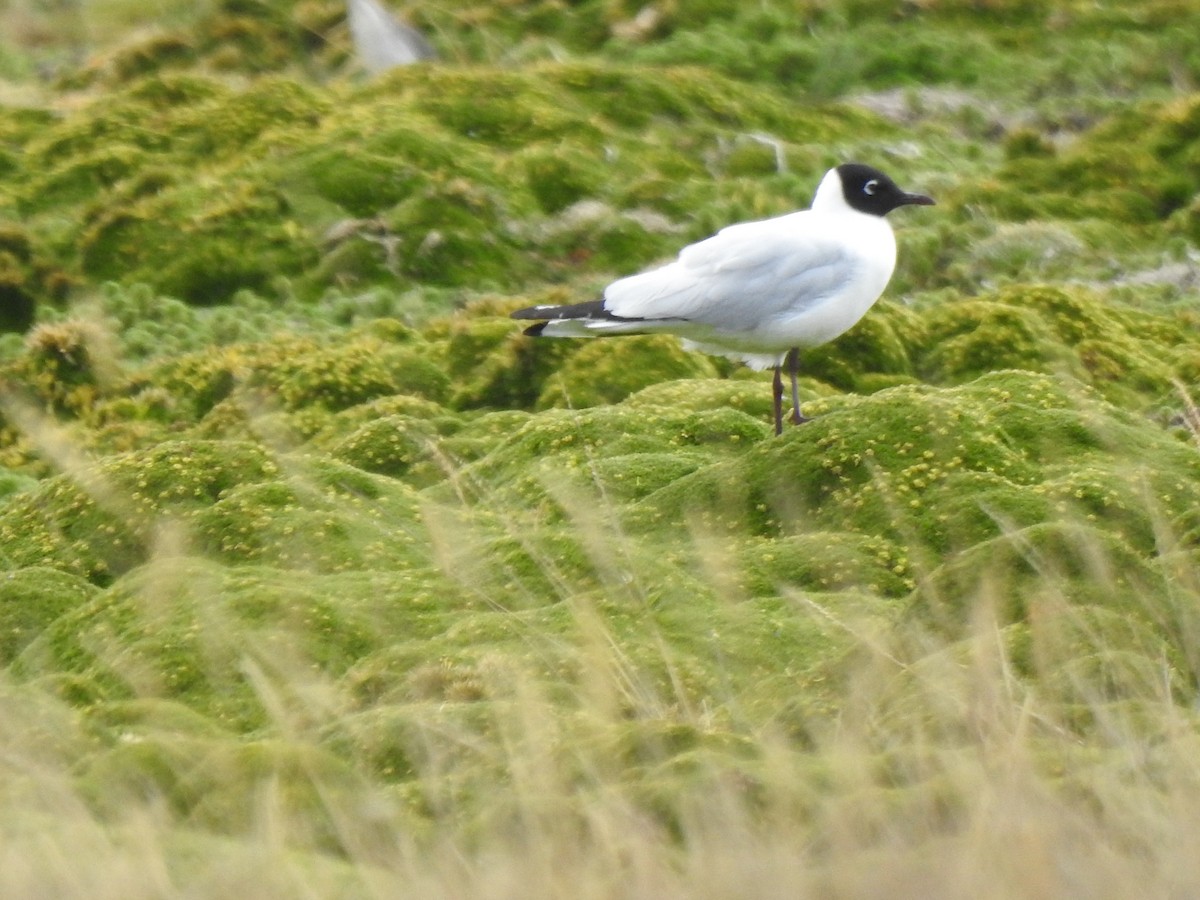 Andean Gull - ML645973050