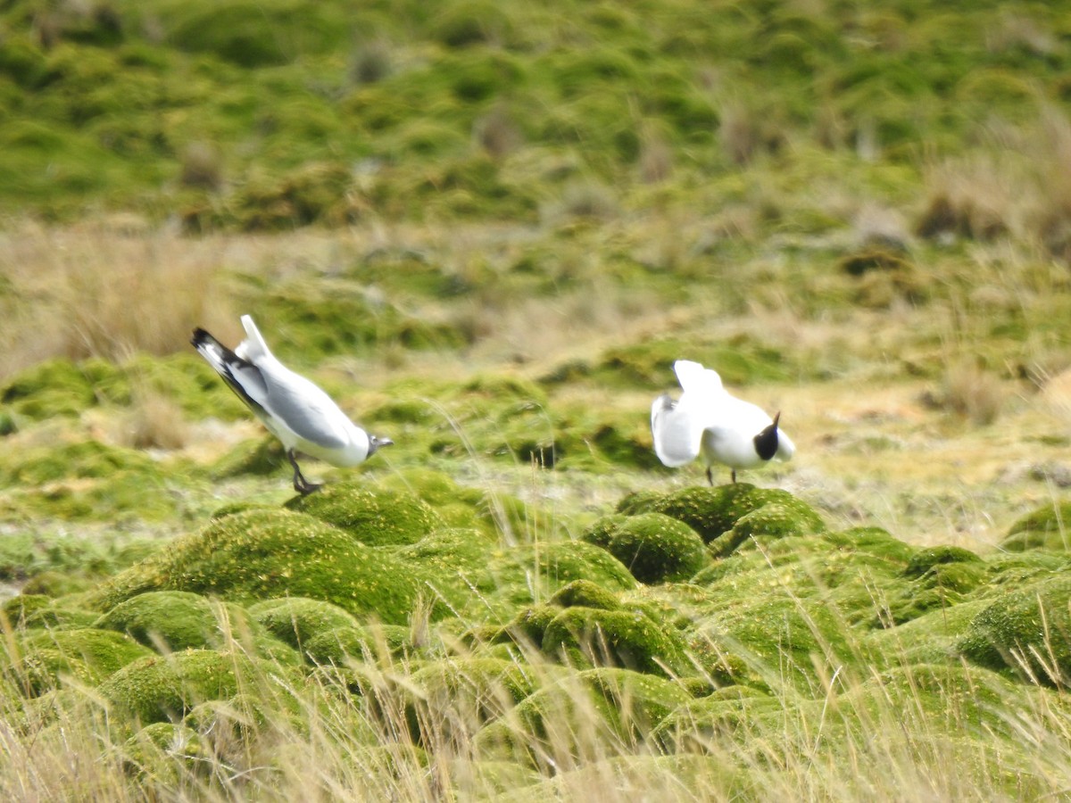 Andean Gull - ML645973051