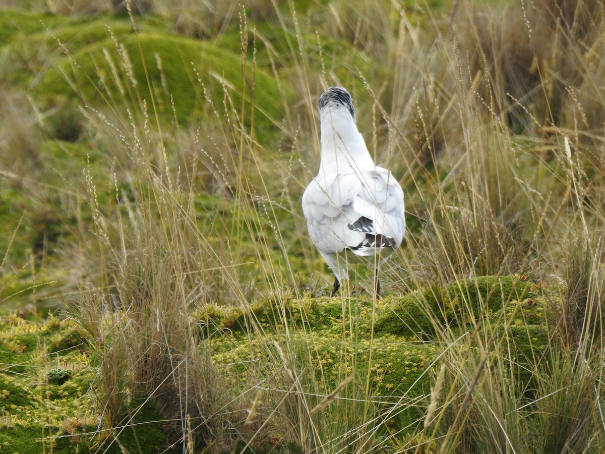 Andean Gull - ML645973052