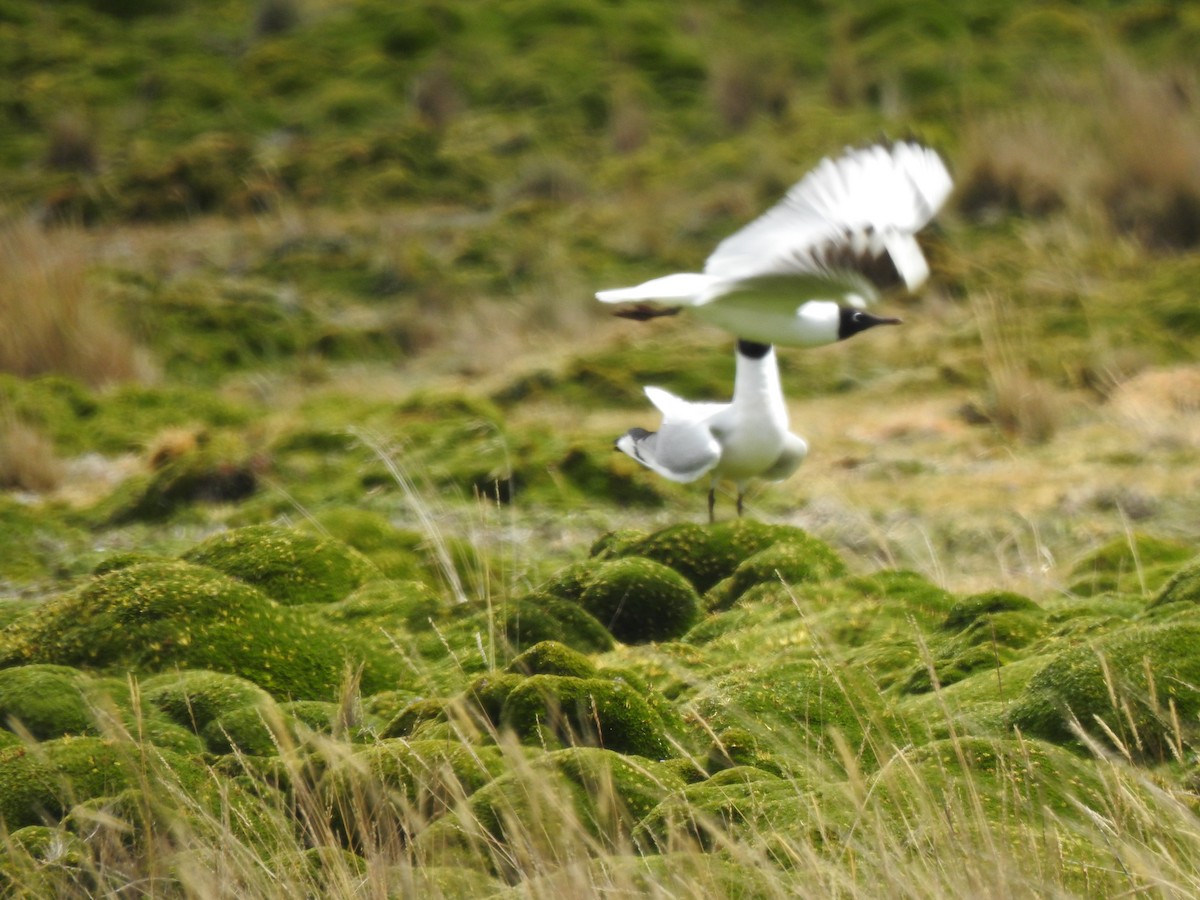 Andean Gull - ML645973053