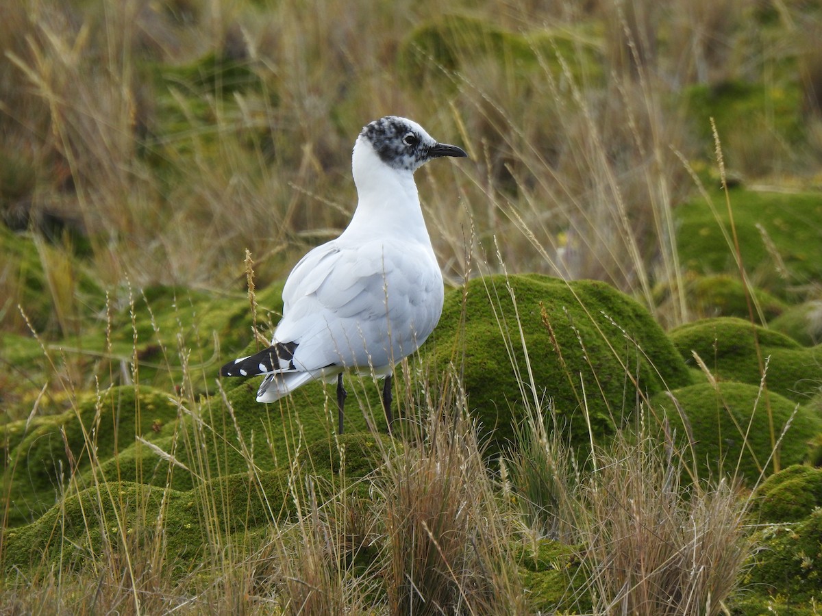 Andean Gull - ML645973054