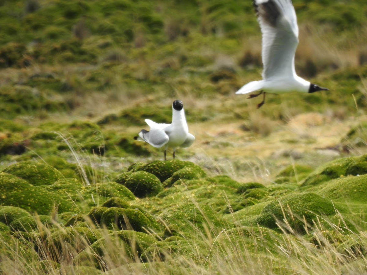 Andean Gull - ML645973055