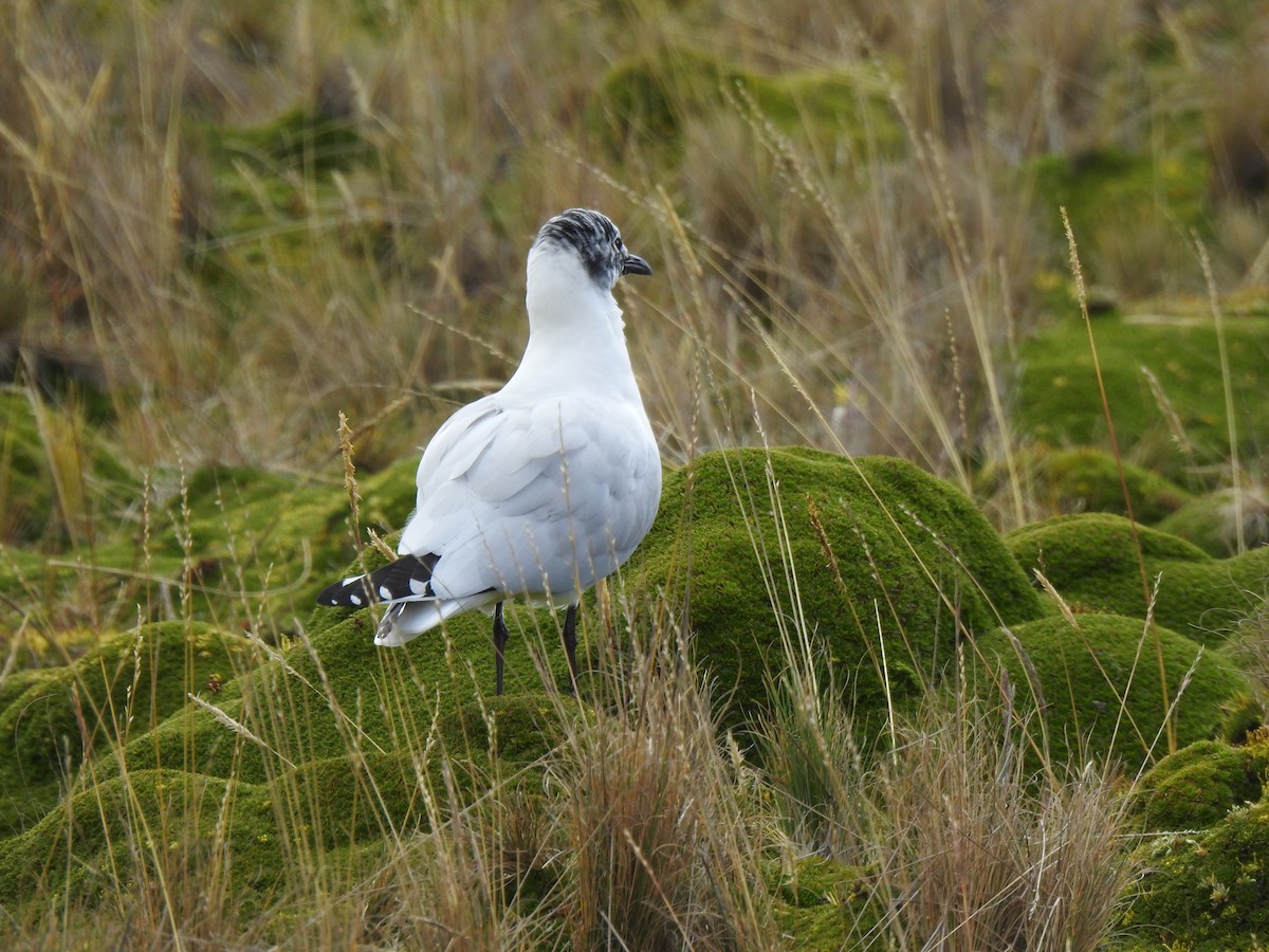 Andean Gull - ML645973056