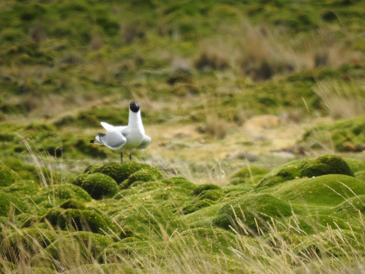 Andean Gull - ML645973057