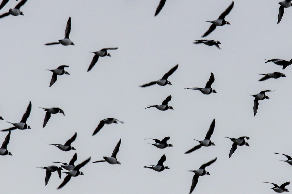 Long-tailed Duck - ML645973064