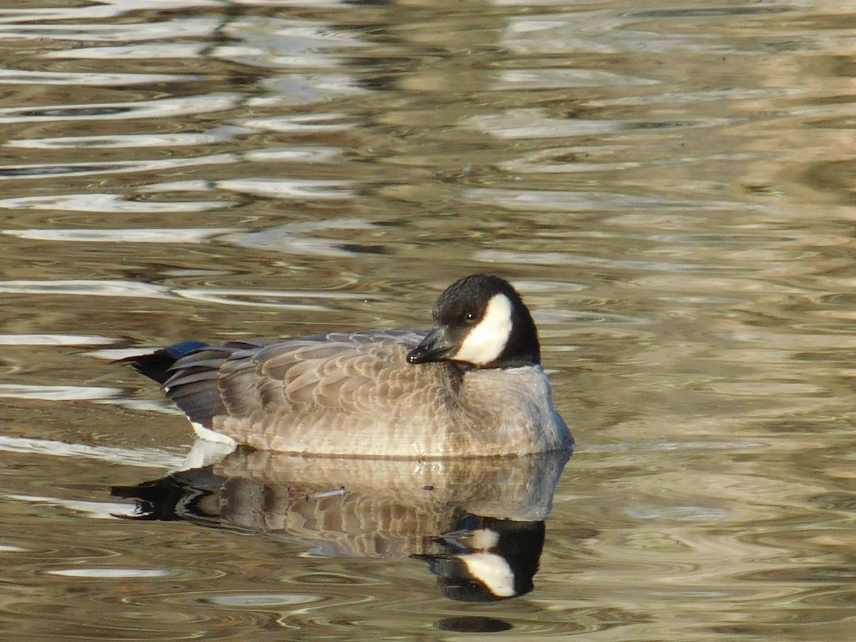 Cackling Goose - ML645973066