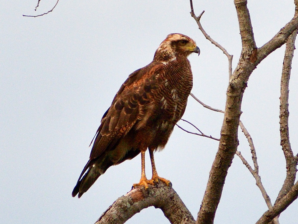 Саванный крабоед - ML645973069