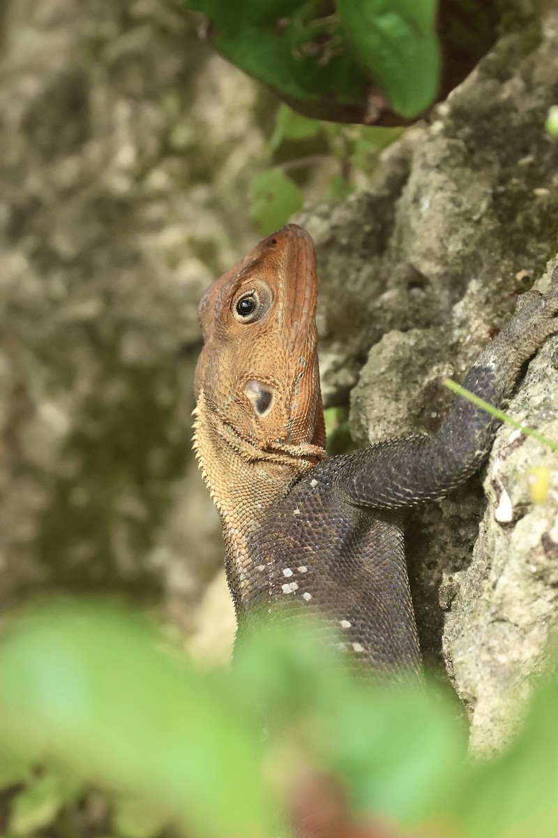 Snakes and Lizards - ML645973070