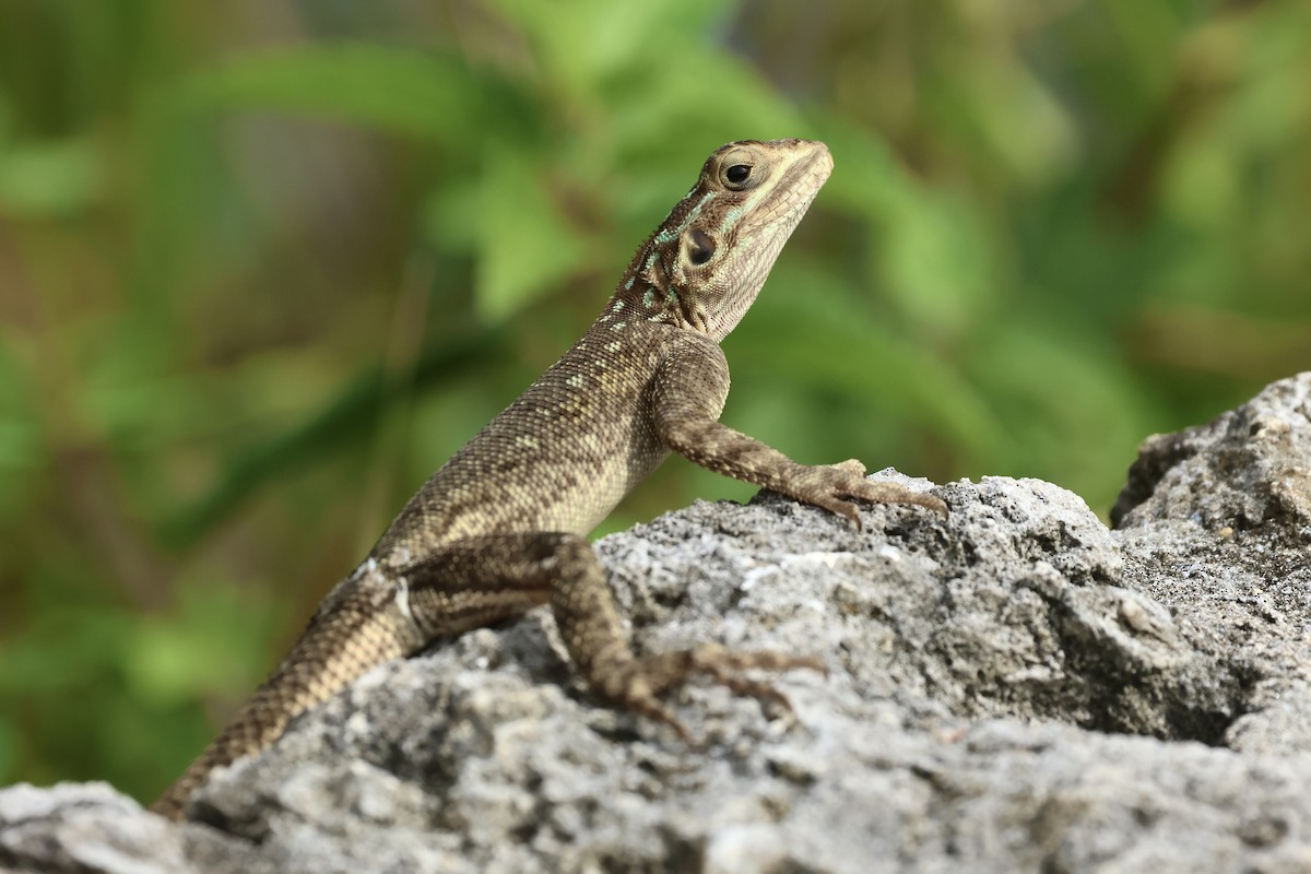 Snakes and Lizards - ML645973071