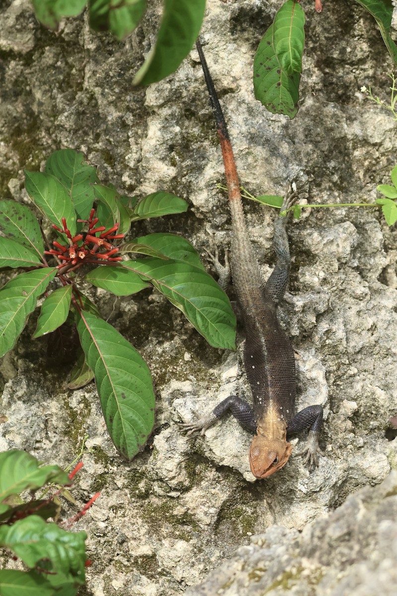 Snakes and Lizards - ML645973072