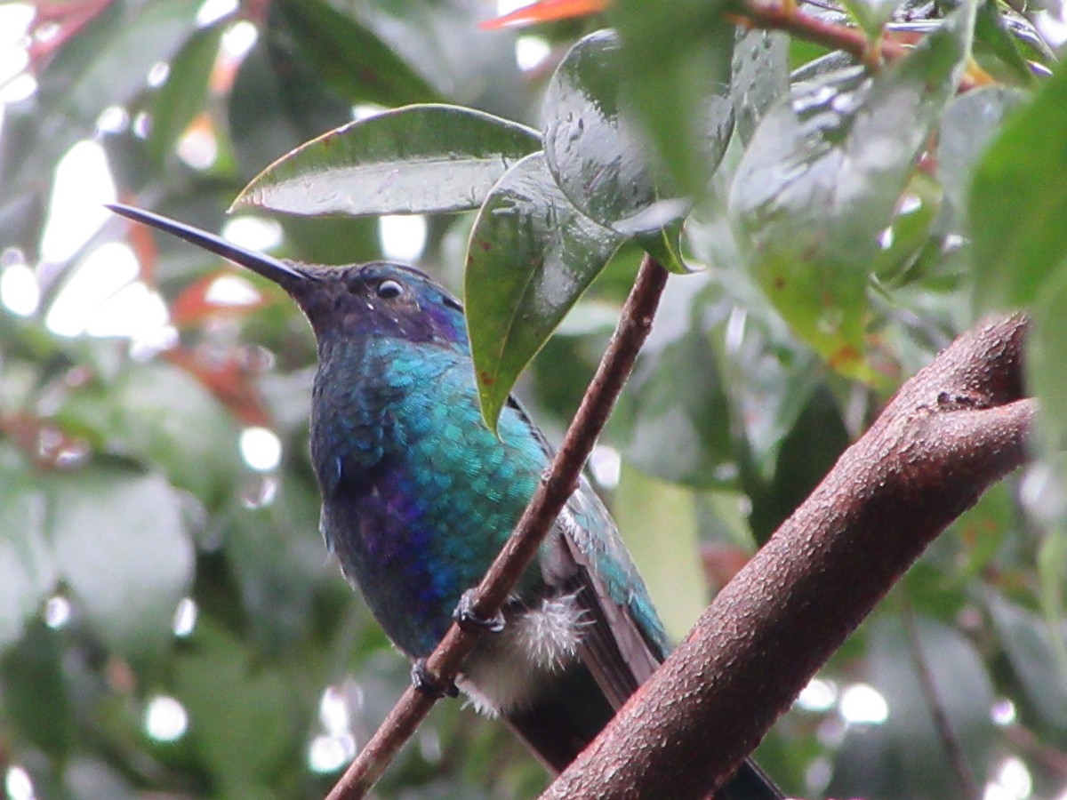 Колібрі синьочеревий - ML645973085