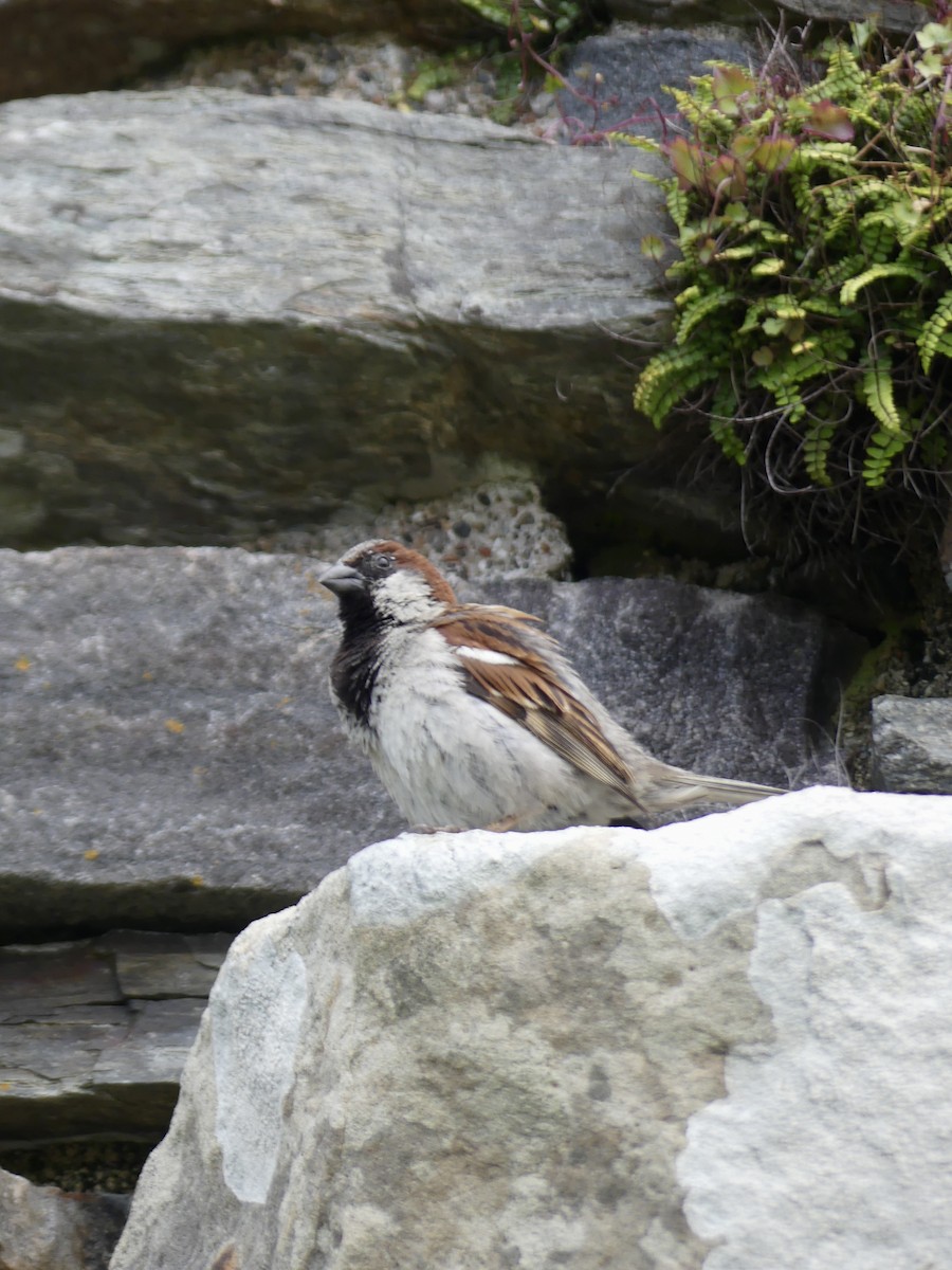 דרור הבית - ML645973086