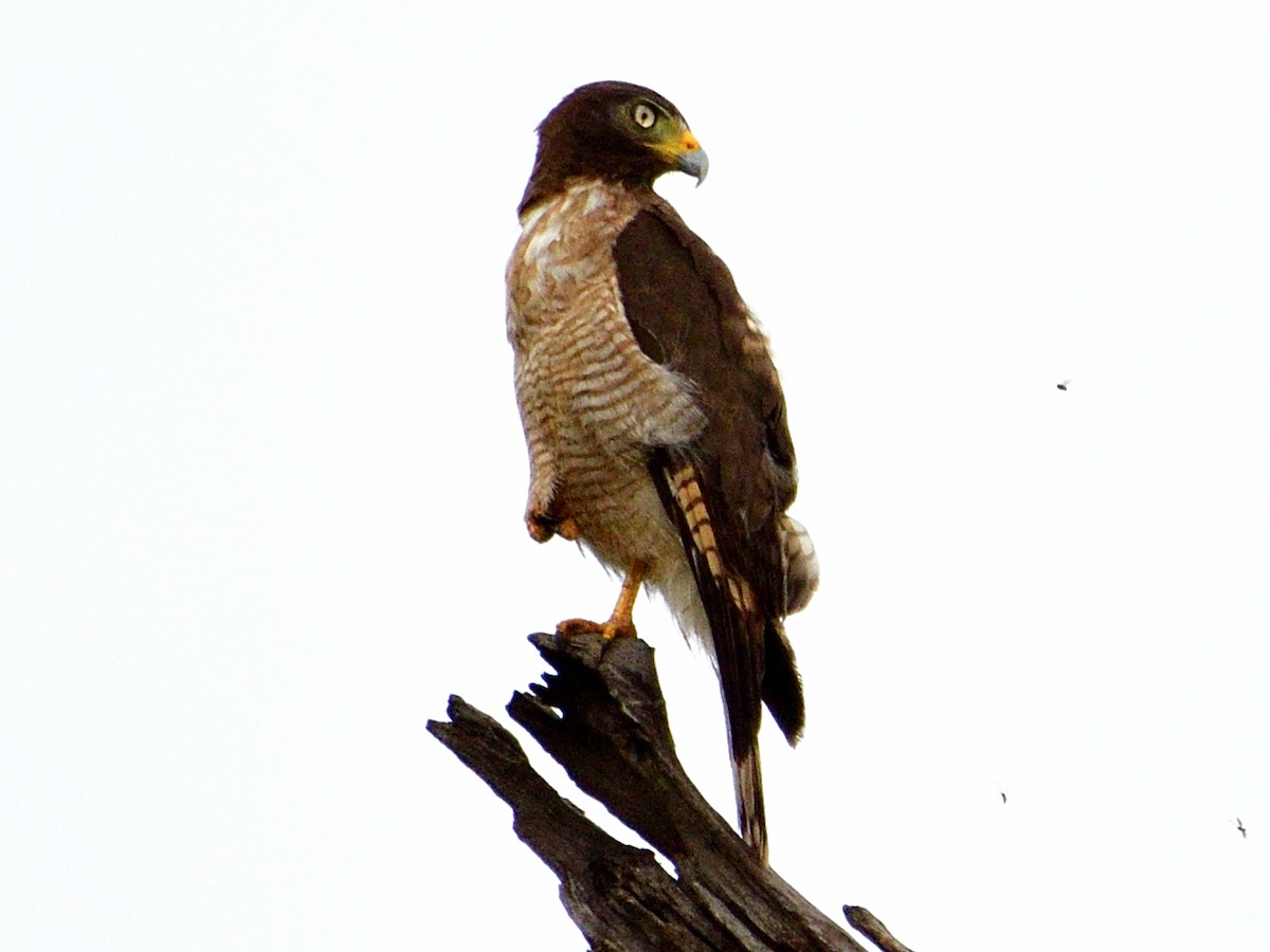 káně krahujová - ML645973087