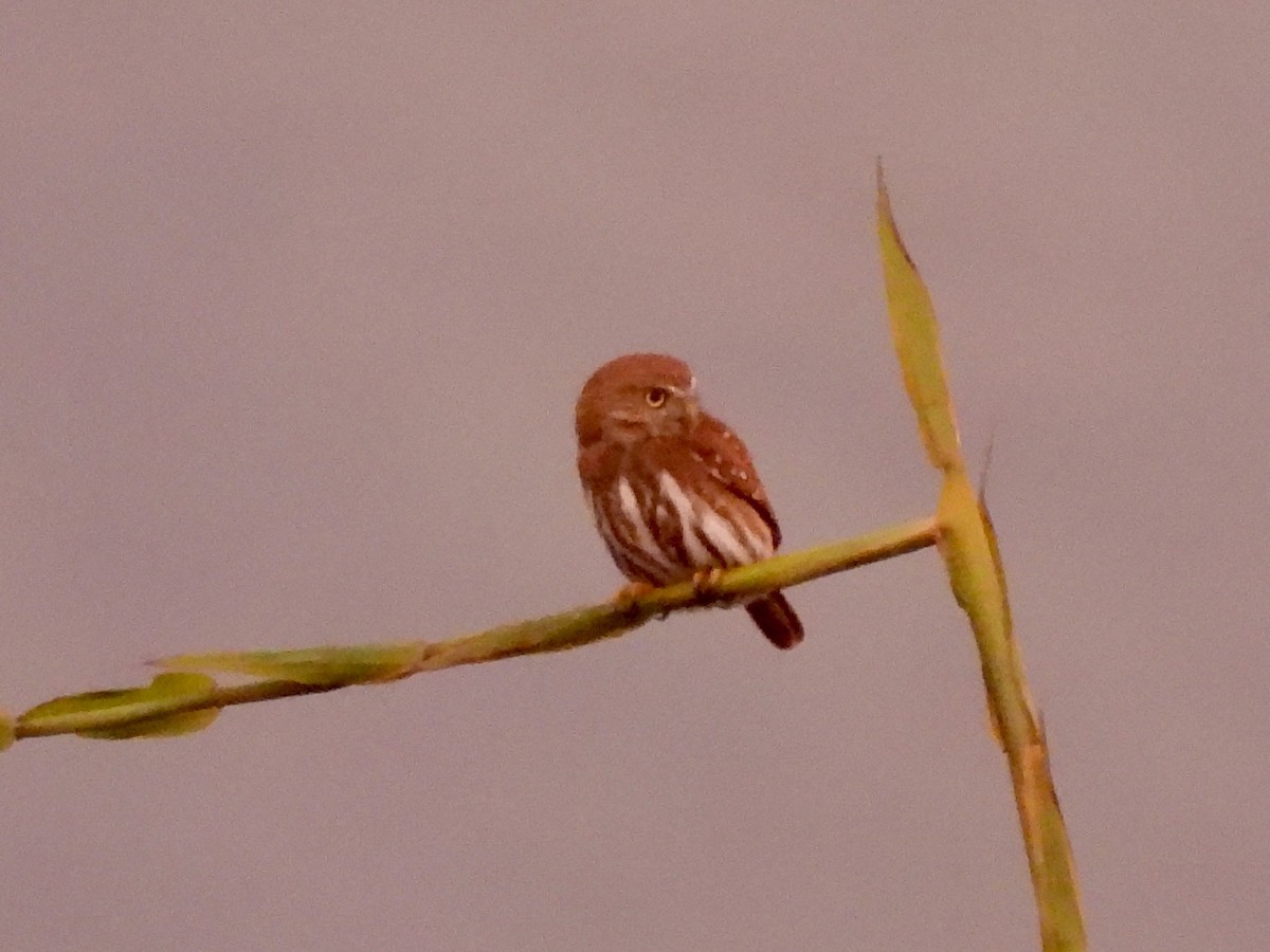 Ferruginous Pygmy-Owl - ML645973095