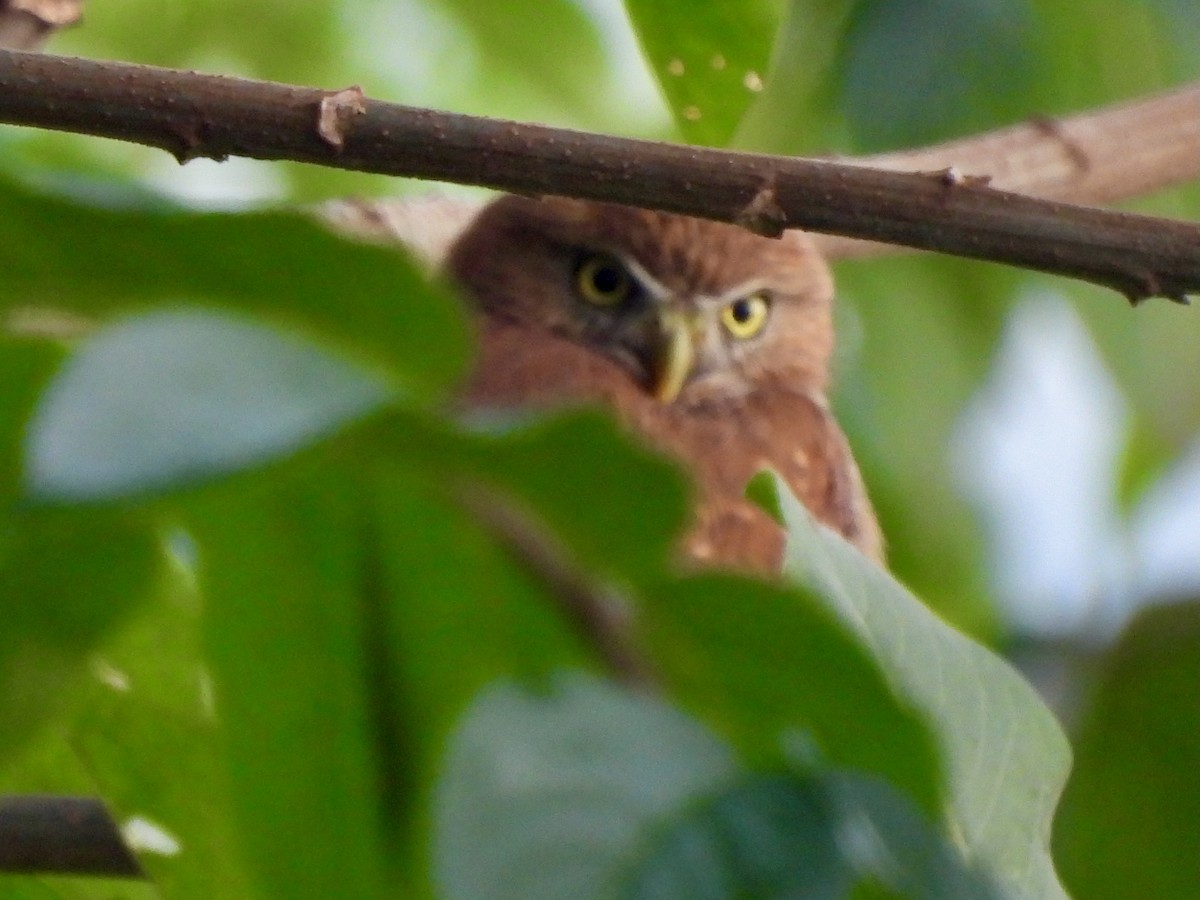Ferruginous Pygmy-Owl - ML645973096