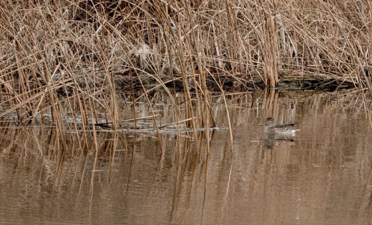 Green-winged Teal - ML645973097