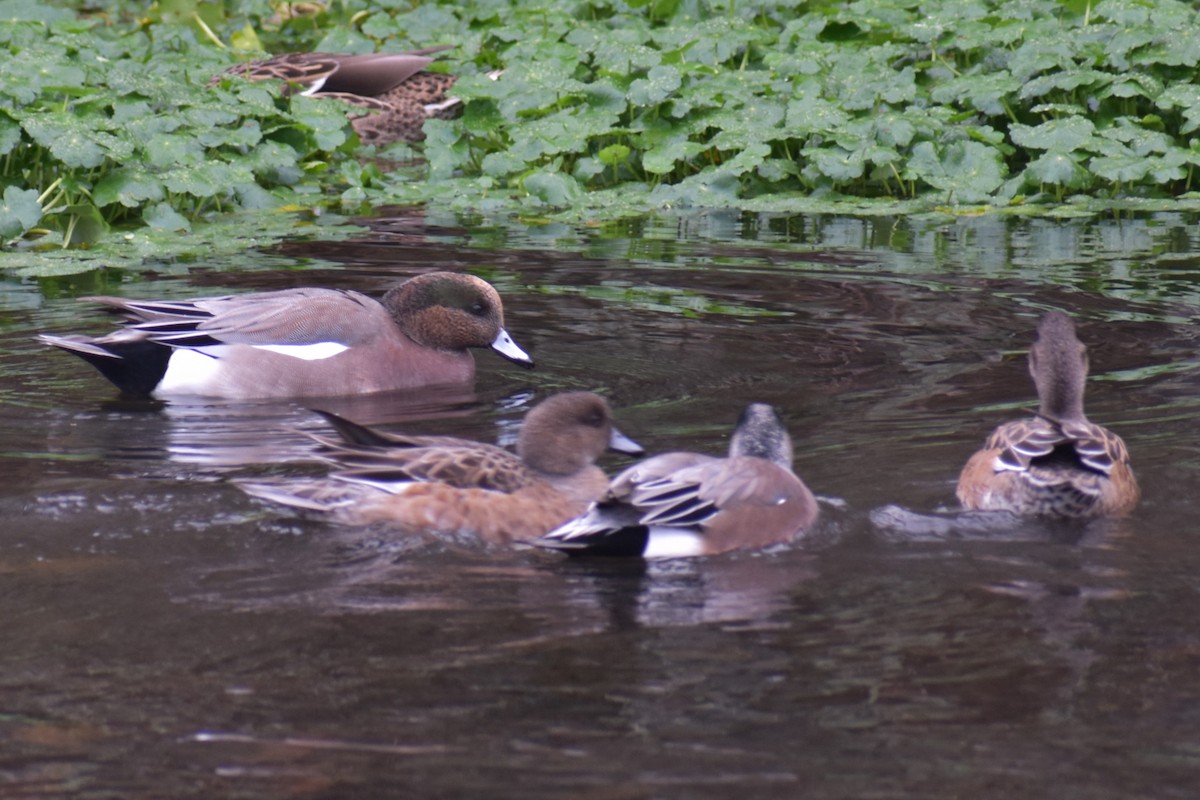 Eurasian x American Wigeon (hybrid) - ML645973106