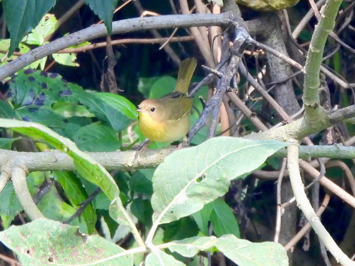 Common Yellowthroat - ML645973109
