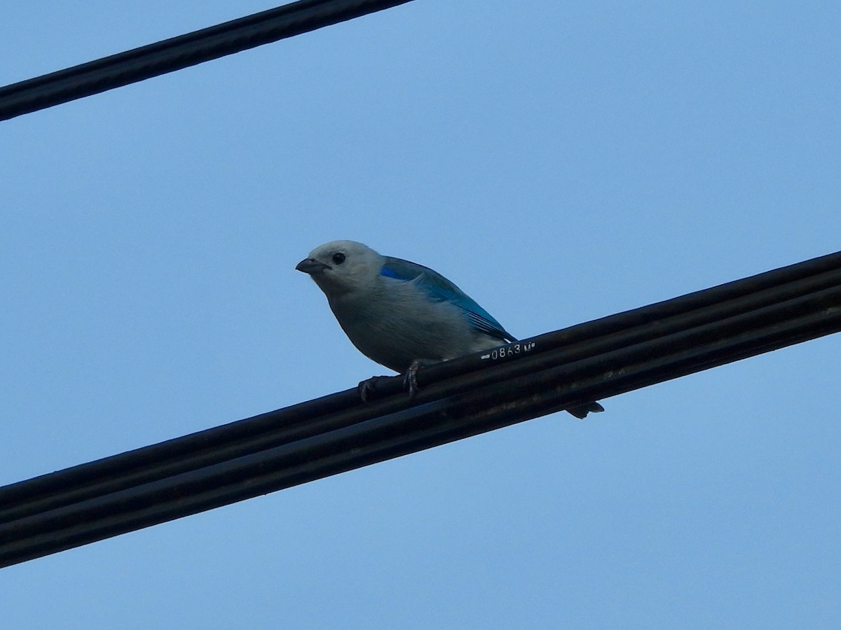 Blue-gray Tanager - ML645973113