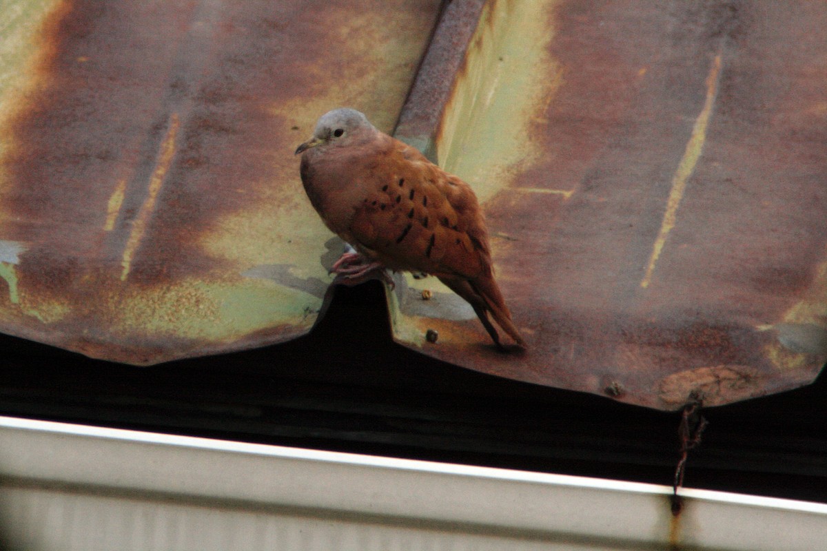 Ruddy Ground Dove - ML645973114