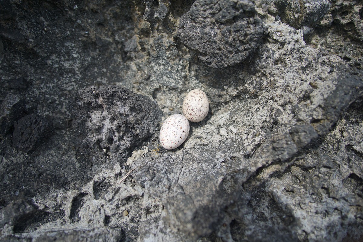 Black-naped Tern - ML645973115