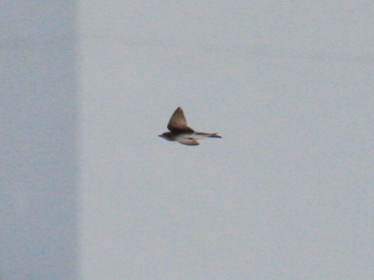 Gray-breasted Martin - ML645973127