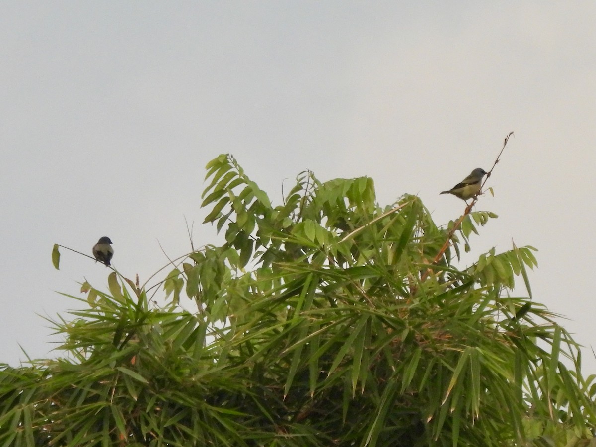 Yellow-winged Tanager - ML645973128