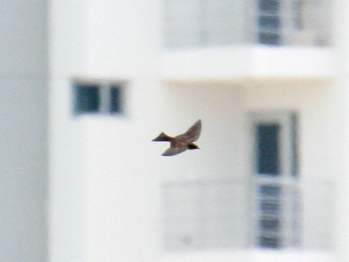 Gray-breasted Martin - ML645973129