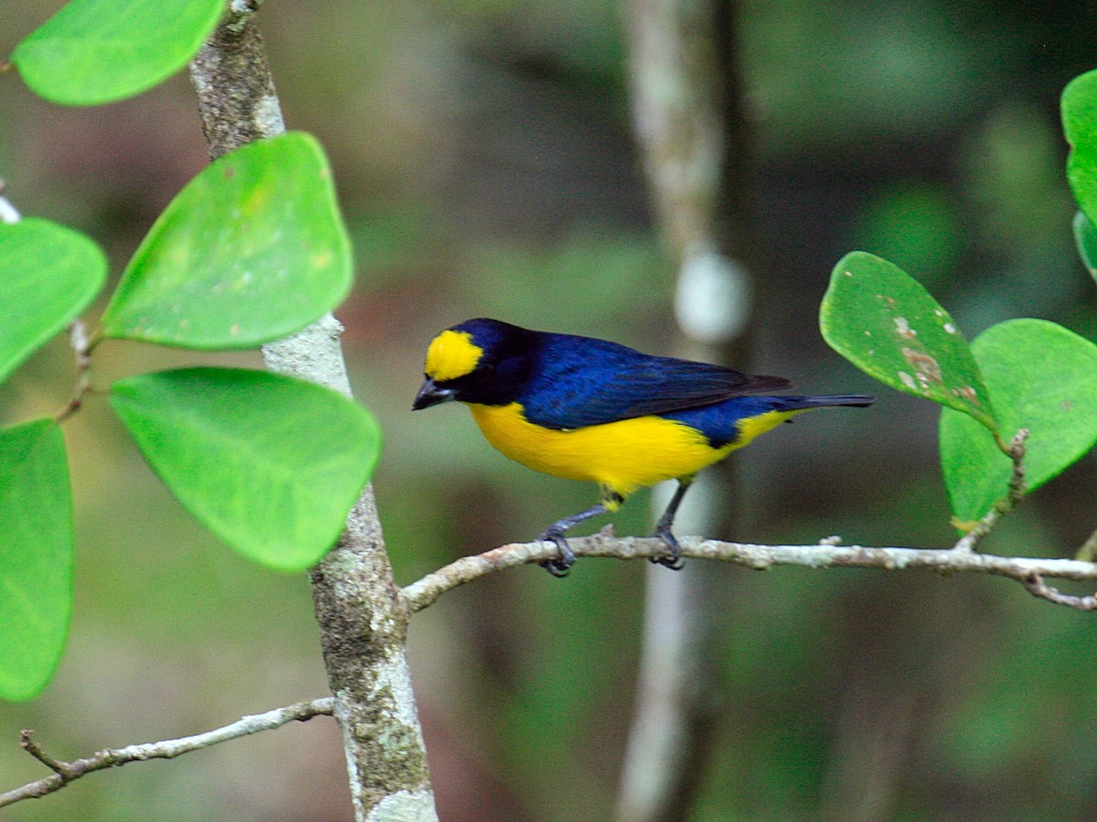 Thick-billed Euphonia (Black-tailed) - ML645973139