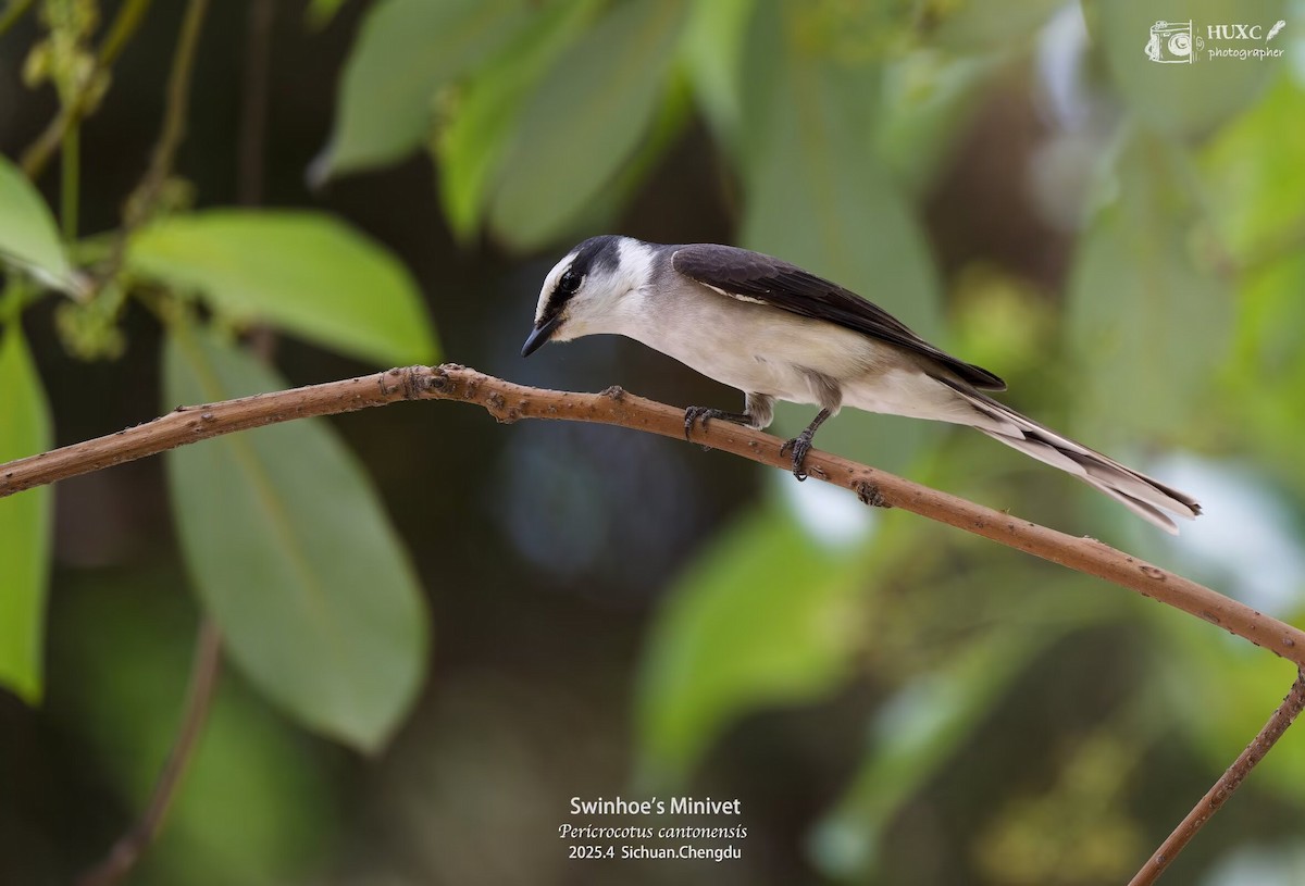 小灰山椒鳥 - ML645973146