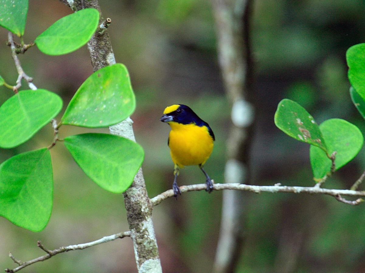 Thick-billed Euphonia (Black-tailed) - ML645973148