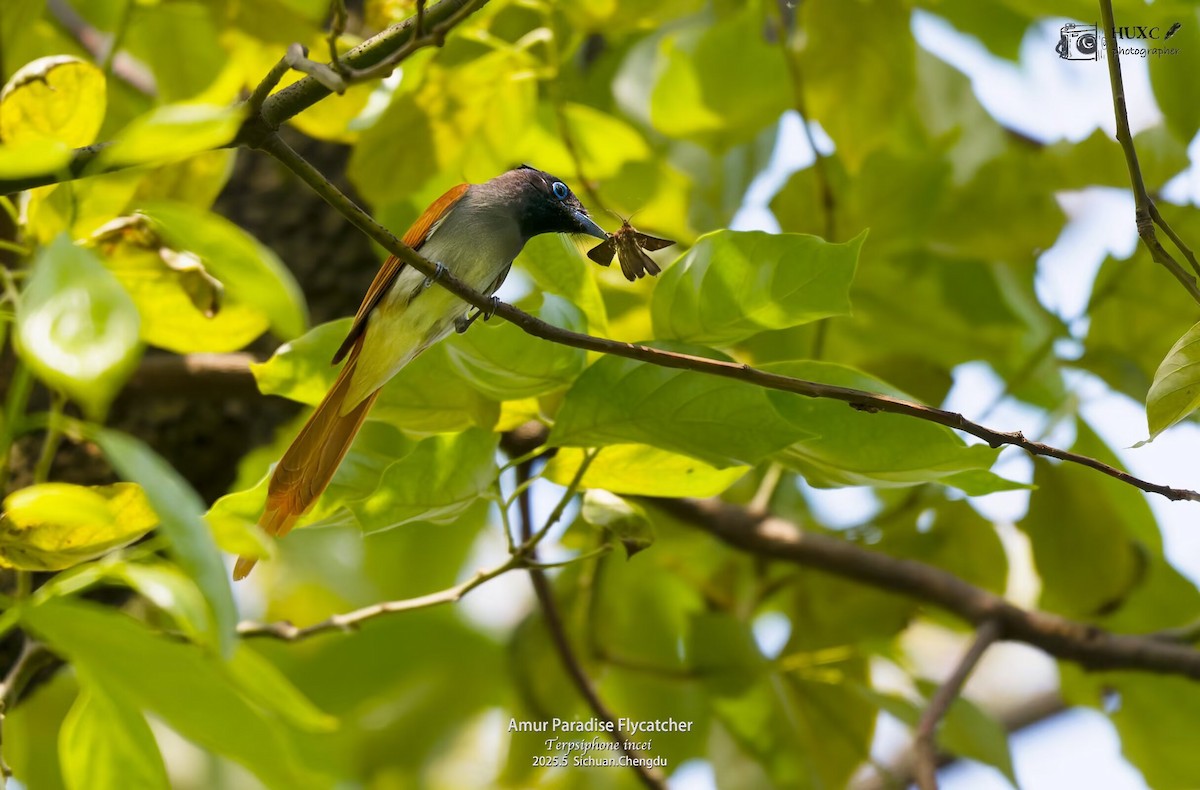 Tchitrec de Chine - ML645973158