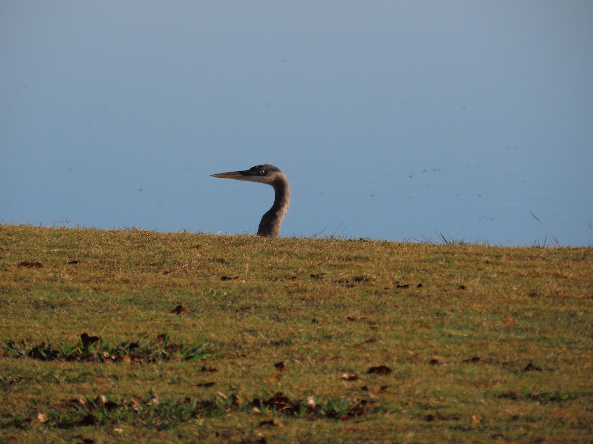 Great Blue Heron - ML645973159