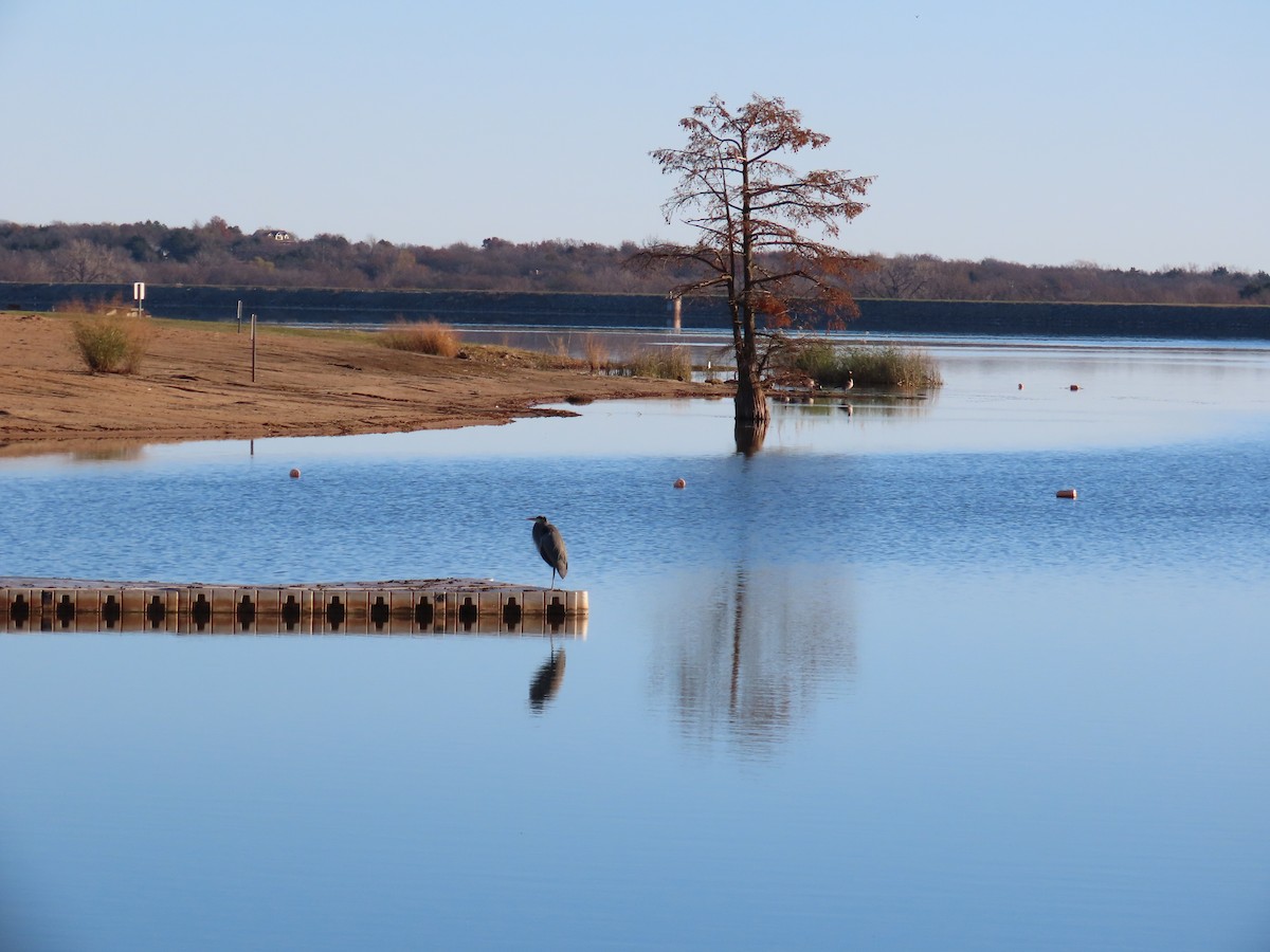 Great Blue Heron - ML645973160