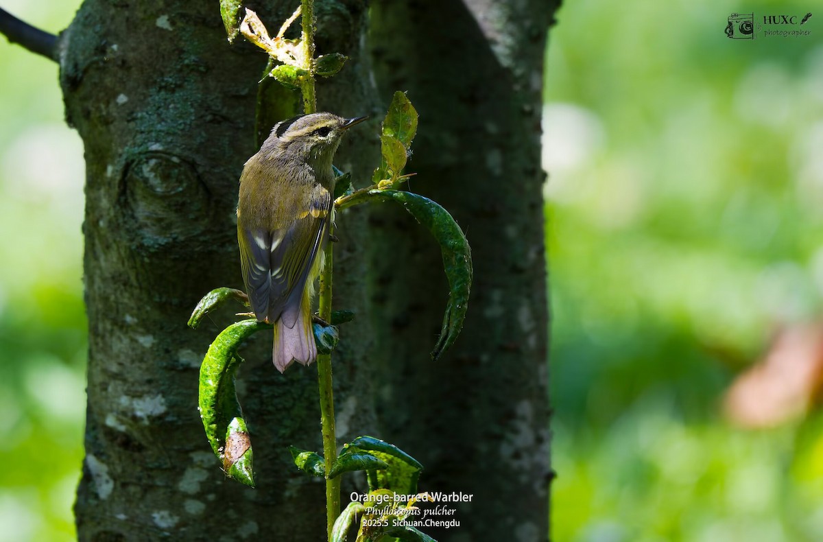 Goldbinden-Laubsänger - ML645973168