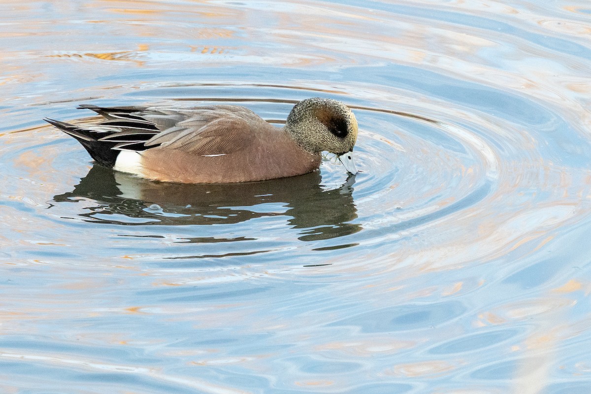 American Wigeon - ML645973169