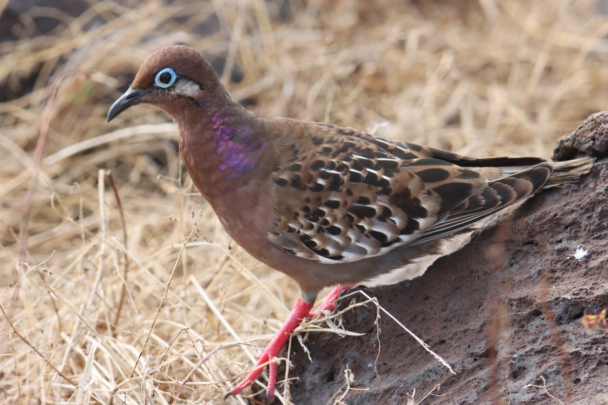 Galapagos Dove - ML645973170