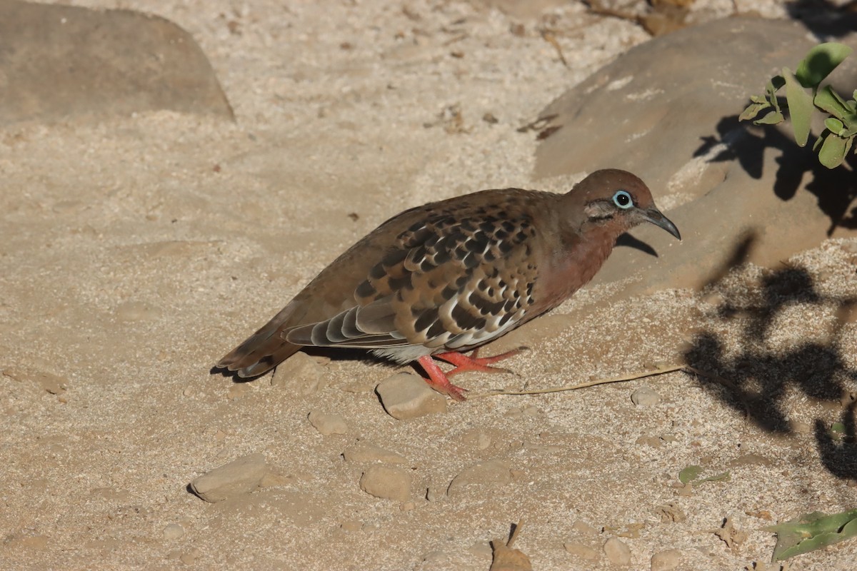 Galapagos Dove - ML645973171