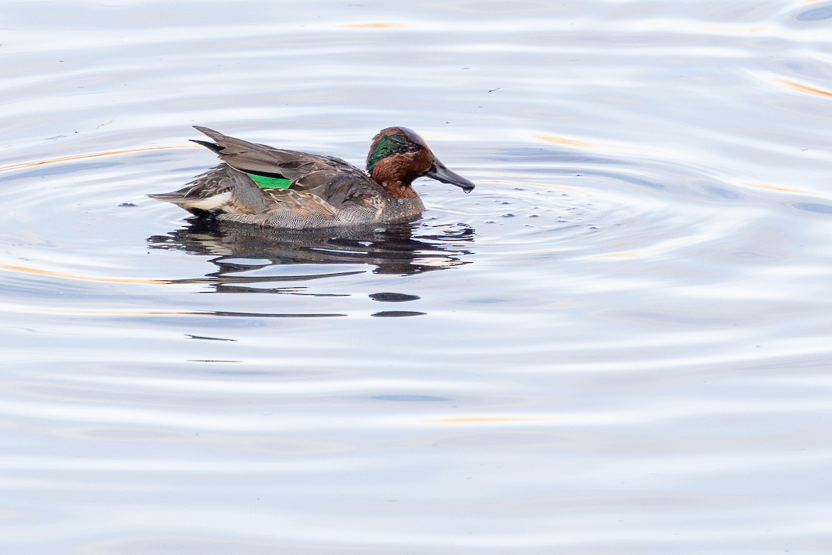 Green-winged Teal - ML645973172