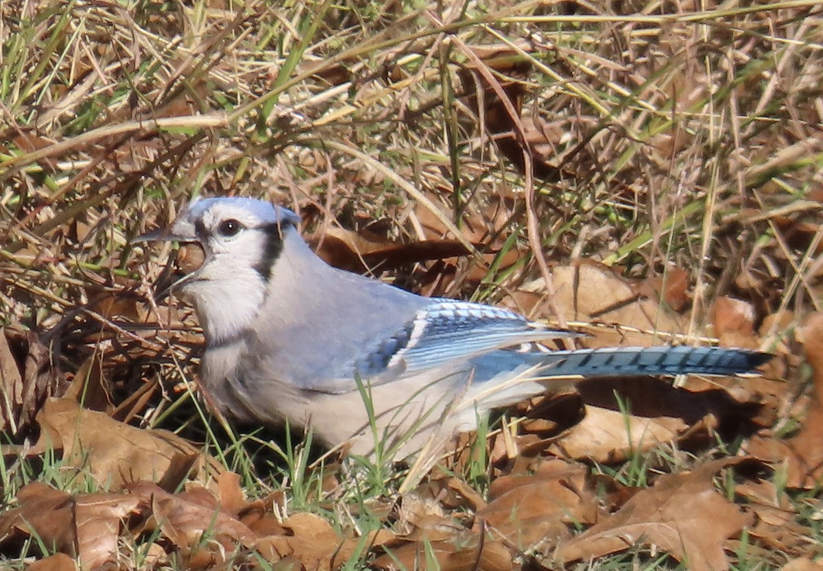 Blue Jay - ML645973174