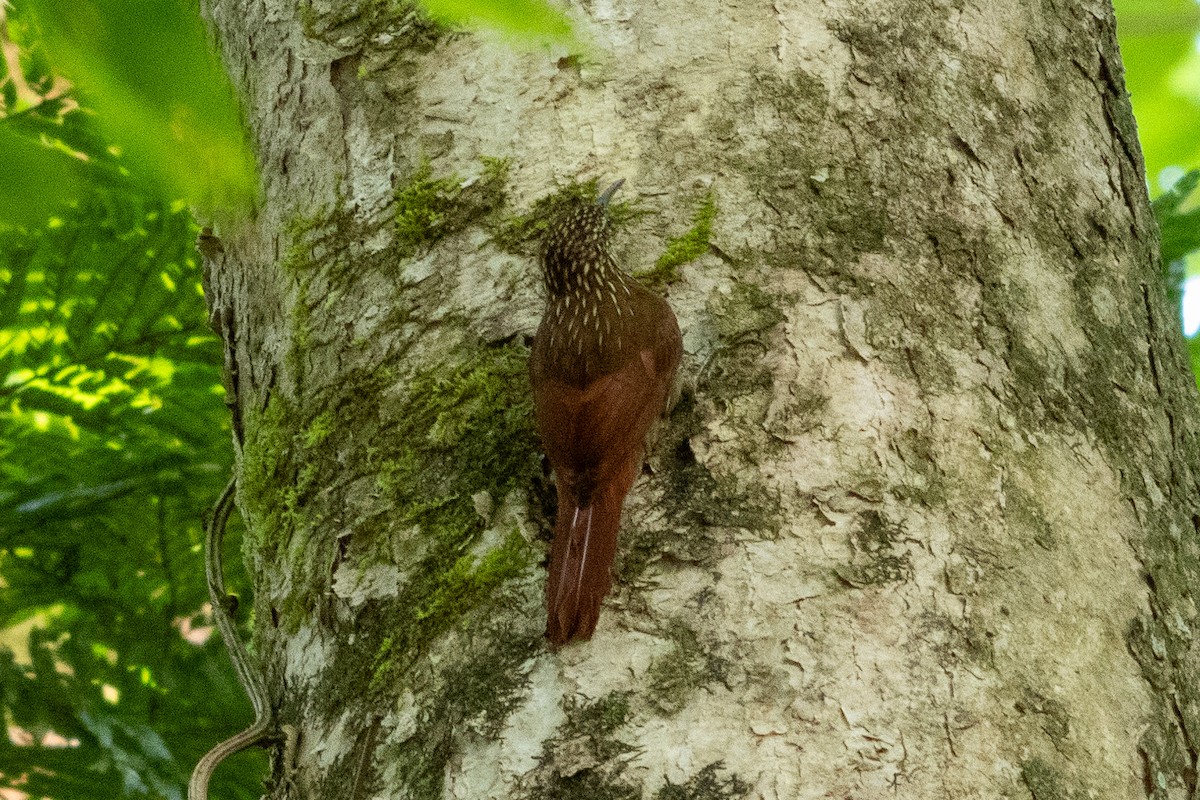 Streak-headed Woodcreeper - ML645973178