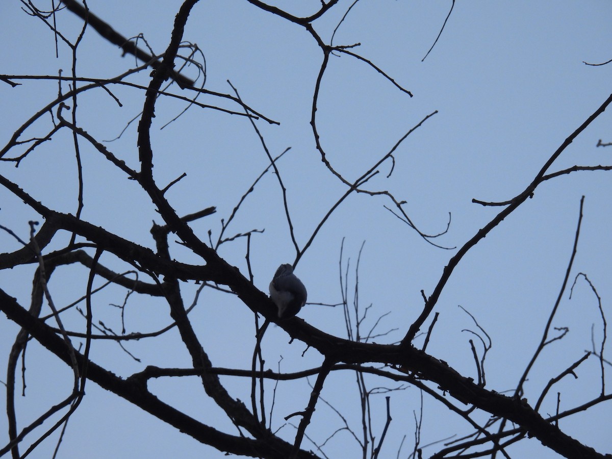Sittelle à poitrine blanche (carolinensis) - ML645973181