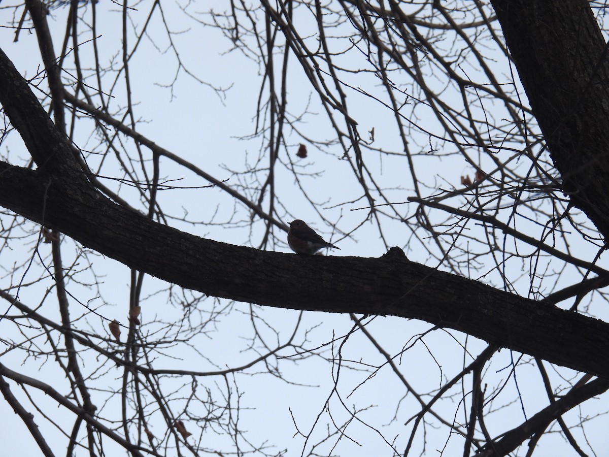 Eastern Bluebird - ML645973184